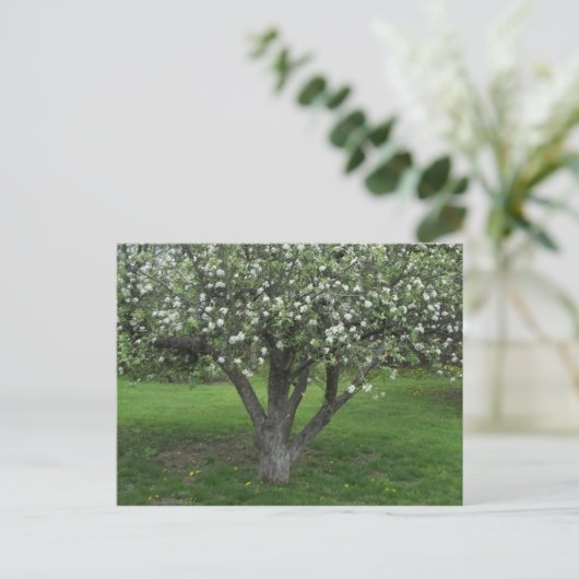 Apple Blossom Briefkaart (Staand voorkant)