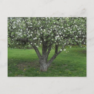 Apple Blossom Briefkaart