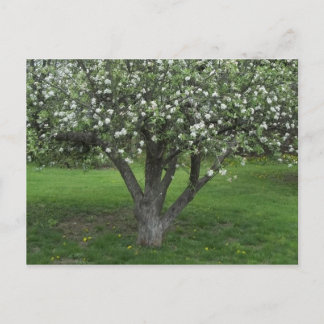Apple Blossom Briefkaart