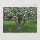 Apple Blossom Briefkaart (Voorkant)