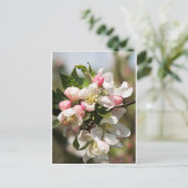 Apple blossom briefkaart (Staand voorkant)