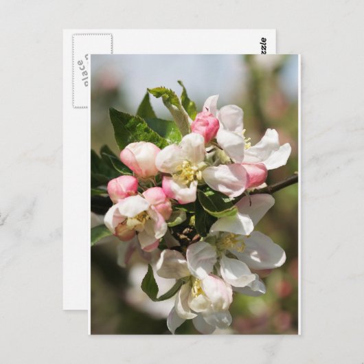Apple blossom briefkaart (Voorkant / Achterkant)
