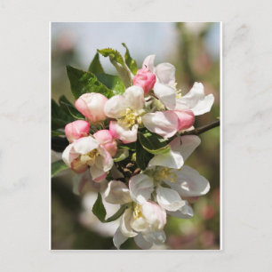 Apple blossom briefkaart