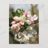 Apple blossom briefkaart (Voorkant)