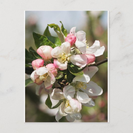 Apple blossom briefkaart (Voorkant)
