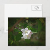 Apple Blossom Briefkaart (Voorkant / Achterkant)