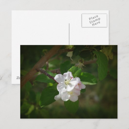 Apple Blossom Briefkaart (Voorkant / Achterkant)