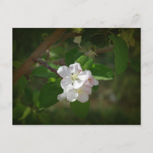 Apple Blossom Briefkaart