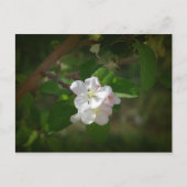 Apple Blossom Briefkaart (Voorkant)
