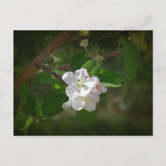 Apple Blossom Briefkaart (Voorkant)