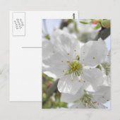 Apple Blossom Briefkaart (Voorkant / Achterkant)