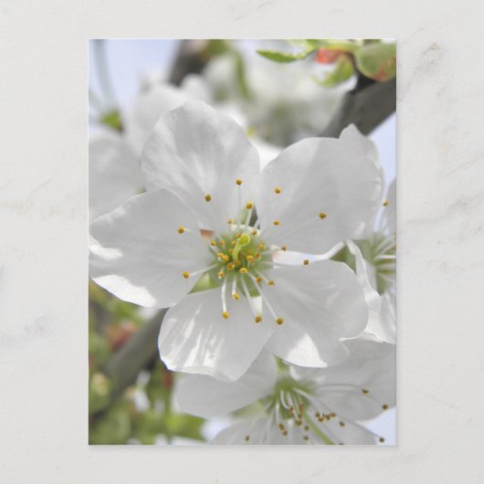 Apple Blossom Briefkaart (Voorkant)