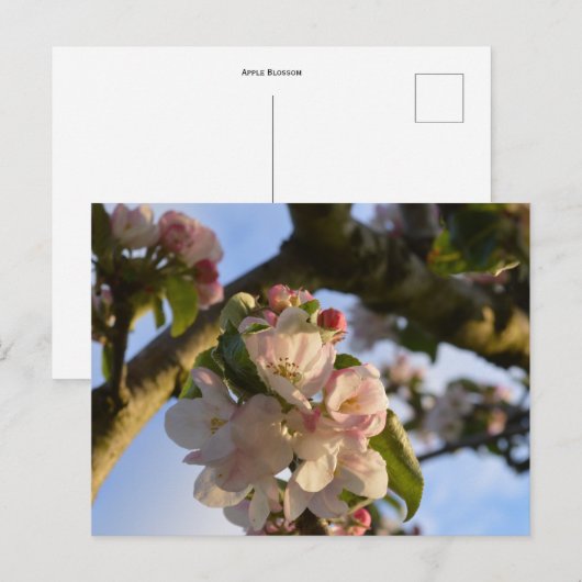 Apple Blossom Briefkaart (Voorkant / Achterkant)
