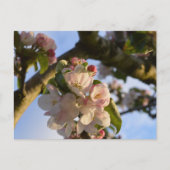 Apple Blossom Briefkaart (Voorkant)