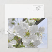 Apple Blossom Briefkaart (Voorkant / Achterkant)