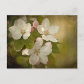 Apple Blossom Briefkaart (Voorkant)