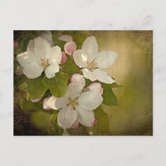 Apple Blossom Briefkaart (Voorkant)