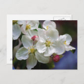 Apple Blossom Briefkaart (Voorkant / Achterkant)
