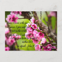 Apple Blossom Briefkaart