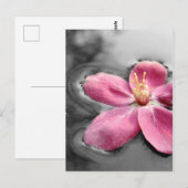 Apple Blossom Briefkaart (Voorkant / Achterkant)