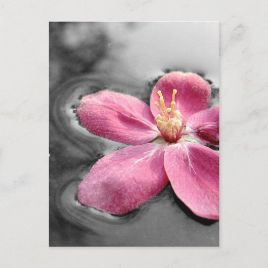 Apple Blossom Briefkaart (Voorkant)