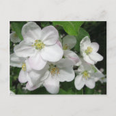 Apple Blossom Briefkaart (Voorkant)