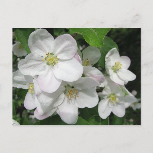 Apple Blossom Briefkaart (Voorkant)