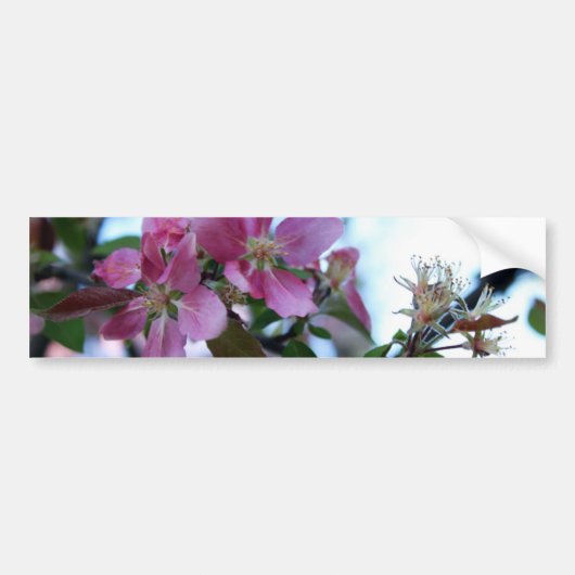 Apple Blossom Bumpersticker (Voorkant)