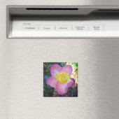 Apple Blossom Camelia Photo Square Magnet (Insitu (Vaatwasser))