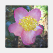 Apple Blossom Camelia Photo Square Magnet (Voorkant)