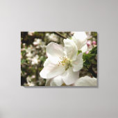 Apple Blossom Canvas Print (Voorkant)