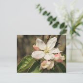 Apple Blossom Close-up foto in Sunshine Briefkaart (Staand voorkant)