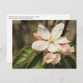 Apple Blossom Close-up foto in Sunshine Briefkaart (Voorkant / Achterkant)