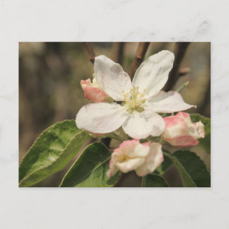 Apple Blossom Close-up foto in Sunshine Briefkaart