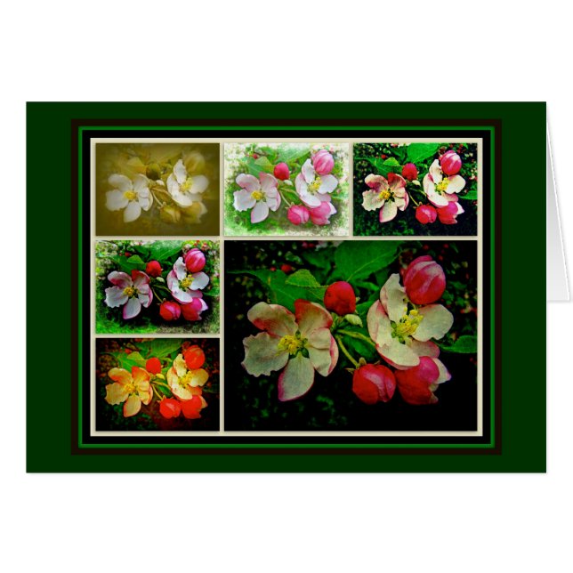 Apple Blossom Collage - Enhanced Digital Photo (Voorkant Horizontaal)