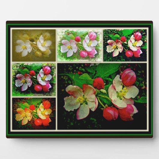 Apple Blossom Collage - Enhanced Digital Photo Fotoplaat (Voorkant)