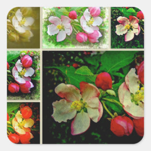 Apple Blossom Collage - Enhanced Digital Photo Vierkante Sticker