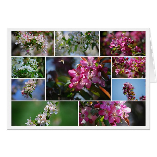 Apple Blossom en Collage Honey Bees (Voorkant Horizontaal)