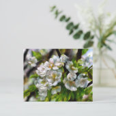 Apple Blossom Feestdagenkaart (Staand voorkant)