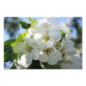 Apple Blossom Foto Afdruk (Voorkant)
