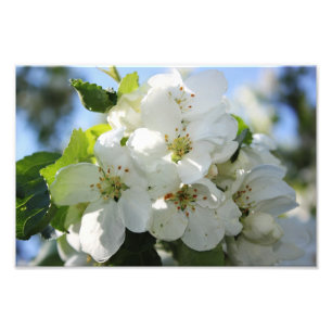 Apple Blossom Foto Afdruk