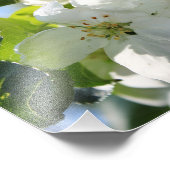 Apple Blossom Foto Afdruk (Hoek)