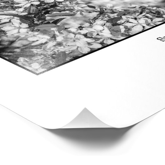 Apple Blossom Foto Afdruk (Hoek)