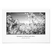 Apple Blossom Foto Afdruk (Voorkant)