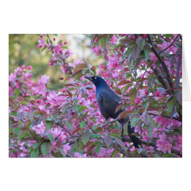 Apple Blossom Grackle (Voorkant Horizontaal)
