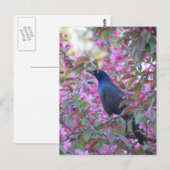 Apple Blossom Grackle Briefkaart (Voorkant / Achterkant)