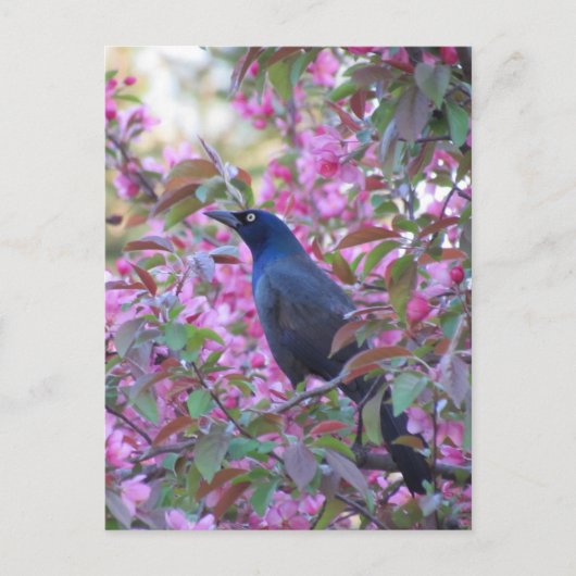 Apple Blossom Grackle Briefkaart (Voorkant)