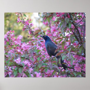 Apple Blossom Grackle Poster