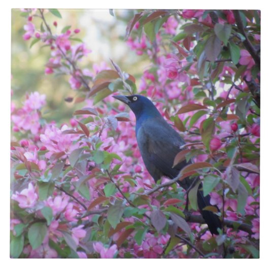 Apple Blossom Grackle Tegeltje (Voorkant)