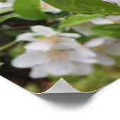 Apple Blossom in de RAIN. Poster (Hoek)